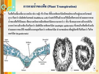 Free Powerpoint Templates
Page 122
• ใบพืชใบเลี้ยงเดี่ยวบางชนิด เช่น หญ้า ข้าวโพด ที่ชั้นเอพิเดอร์มิสมีเซลล์ขนาดใหญ่และผนังเซลล์
บาง เรียกว่า บัลลิฟอร์มเซลล์ (bulliform cell) ช่วยทาให้ใบม้วนงอได้เมื่อพืชขาดน้าช่วยลดการคาย
น้าของพืชให้น้อยลง พืชบางชนิดอาจมีเอพิเดอร์มิสหนามากกว่า 1 ชั้น ซึ่งพบมากทางด้านหลังใบ
มากกว่าทางด้านท้องใบเรียกว่า มัลติเปิล เอพิเดอร์มิส (multiple epidermis) ซึ่งพบในพืชที่แห้งแล้ง
ช่วยลดการของได้ เซลล์ชั้นนอกสุดเรียกว่า เอพิเดอร์มิส ส่วนเซลล์แถวที่อยู่ถัดเข้าไปเรียกว่า ไฮโพ
เดอร์มิส (hypodermis)
การคายน้าของพืช (Plant Transpiration)
 