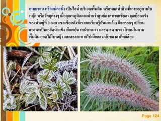 Free Powerpoint Templates
Page 124
เหมยขาบ หรือแม่คะนิ้ง เป็นไอน้าบริเวณพื้นดิน หรือหยดน้าค้างที่เกาะอยู่ตามใบ
หญ้า หรือวัตถุต่างๆ เมื่ออุณหภูมิลดลงต่ากว่าศูนย์องศาเซลเซียส (จุดเยือกแข็ง
ของน้าอยู่ที่ 0 องศาเซลเซียสดังที่เราเคยเรียนรู้กันมาแล้ว)ก็จะค่อยๆ เปลี่ยน
สถานะเป็นเกล็ดน้าแข็งเยือกเย็น เหน็บหนาว และดารดาษขาวโพลนในตาม
พื้นดิน ยอดไม้ใบหญ้า และละลายหายไปเมื่อแสงกล้าของอาทิตย์ส่อง
 