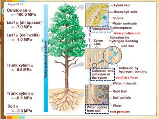 Free Powerpoint Templates
Page 129
capillary force
root pressure
transpiration pull
 