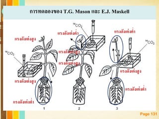 Free Powerpoint Templates
Page 131
การทดลองของ T.G. Mason และ E.J. Maskell
แรงดังเต่งสูง
แรงดังเต่งต่า
แรงดังเต่งสูง
แรงดังเต่งสูง
แรงดังเต่งสูง
แรงดังเต่งต่า แรงดังเต่งต่า
แรงดังเต่งสูง
แรงดังเต่งต่า
 
