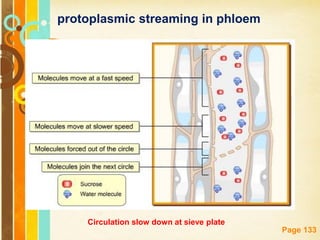 Free Powerpoint Templates
Page 133
Circulation slow down at sieve plate
protoplasmic streaming in phloem
 
