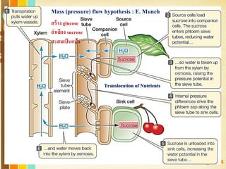 Free Powerpoint Templates
Page 134
Mass (pressure) flow hypothesis : E. Munch
สร้าง glucose
ลาเลียง sucrose
สะสมเป็นแป้ง
Translocation of Nutrients
 