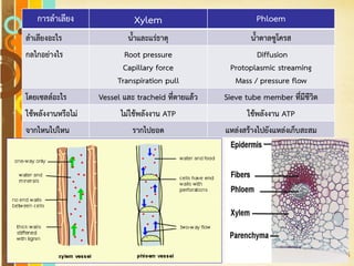 Free Powerpoint Templates
Page 136
การลาเลียง Xylem Phloem
ลาเลียงอะไร น้าและแร่ธาตุ น้าตาลซูโครส
กลไกอย่างไร Root pressure
Capillary force
Transpiration pull
Diffusion
Protoplasmic streaming
Mass / pressure flow
โดยเซลล์อะไร Vessel และ tracheid ที่ตายแล้ว Sieve tube member ที่มีชีวิต
ใช้พลังงานหรือไม่ ไม่ใช้พลังงาน ATP ใช้พลังงาน ATP
จากไหนไปไหน รากไปยอด แหล่งสร้างไปยังแหล่งเก็บสะสม
 