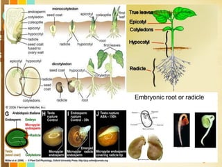 Free Powerpoint Templates
Page 14
 