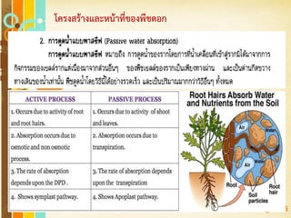 Free Powerpoint Templates
Page 145
โครงสร้างและหน้าที่ของพืชดอก
 