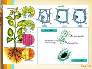 Free Powerpoint Templates
Page 146
 