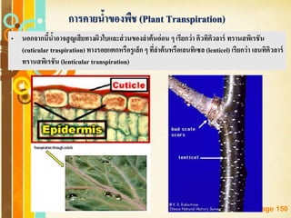 Free Powerpoint Templates
Page 150
• นอกจากนี้น้าอาจสูญเสียทางผิวใบและส่วนของลาต้นอ่อน ๆ เรียกว่า คิวทิคิวลาร์ ทรานสพิเรชัน
(cuticular traspiration) ทางรอยแตกหรือรูเล็ก ๆ ที่ลาต้นหรือเลนทิเซล (lenticel) เรียกว่า เลนทิคิวลาร์
ทรานสพิเรชัน (lenticular transpiration)
การคายน้าของพืช (Plant Transpiration)
 
