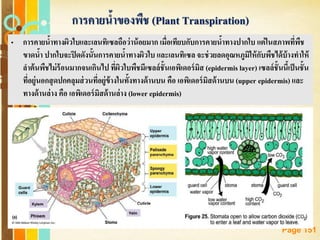 Free Powerpoint Templates
Page 151
การคายน้าของพืช (Plant Transpiration)
• การคายน้าทางผิวใบและเลนทิเซลถือว่าน้อยมาก เมื่อเทียบกับการคายน้าทางปากใบ แต่ในสภาพที่พืช
ขาดน้า ปากใบจะปิดดังนั้นการคายน้าทางผิวใบ และเลนทิเซล จะช่วยลดอุณหภูมิให้กับพืชได้บ้างทาให้
ลาต้นพืชไม่ร้อนมากจนเกินไป ที่ผิวใบพืชมีเซลล์ชั้นเอพิเดอร์มิส (epidermis layer) เซลล์ชั้นนี้เป็นชั้น
ที่อยู่นอกสุดปกคลุมส่วนที่อยู่ข้างในทั้งทางด้านบน คือ เอพิเดอร์มิสด้านบน (upper epidermis) และ
ทางด้านล่าง คือ เอพิเดอร์มิสด้านล่าง (lower epidermis)
 