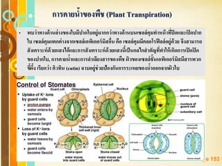 Free Powerpoint Templates
Page 153
• พบว่าทางด้านล่างของใบมีปากใบอยู่มากกว่าทางด้านบนเซลล์คุมทาหน้าที่ปิดและเปิดปาก
ใบ เซลล์คุมแตกต่างจากเซลล์เอพิเดอร์มิสอื่น คือ เซลล์คุมมีคลอโรฟีลล์อยู่ด้วย จึงสามารถ
สังเคราะห์ด้วยแสงได้และการสังเคราะห์ด้วยแสงนี้เป็นกลไกสาคัญที่ทาให้เกิดการเปิดปิด
ของปากใบ, การคายน้าและการลาเลียงสารของพืช ผิวของเซลล์ชั้นเอพิเดอร์มิสมีสารพวก
ขี้ผึ้ง เรียกว่า คิวทิน (cutin) ฉาบอยู่ช่วยป้องกันการระเหยของน้าออกจากผิวใบ
การคายน้าของพืช (Plant Transpiration)
 