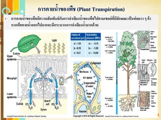 Free Powerpoint Templates
Page 154
• การคายน้าของพืชมีความสัมพันธ์กับการลาเลียงน้าของพืชไปตามเซลล์ที่มีลักษณะเป็นท่อยาว ๆ ถ้า
หากพืชคายน้าออกไปมากจะมีกระบวนการลาเลียงน้ามากด้วย
การคายน้าของพืช (Plant Transpiration)
 
