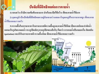 Free Powerpoint Templates
Page 155
ปัจจัยที่มีอิทธิพลต่อการคายน้า
1) แสงสว่าง ถ้ามีความเข้มข้นแสงมาก ปากใบจะเปิดได้กว้าง พืชจะคายน้าได้มาก
2) อุณหภูมิ เป็นปัจจัยที่มีอิทธิพลควบคู่กับแสงสว่างเสมอ ถ้าอุณหภูมิในบรรยากาศสูง พืชจะคาย
น้าได้มากและรวดเร็ว
3) ความชื้นในบรรยากาศ ถ้าบรรยากาศมีความชื้นสูงจะคายน้าได้น้อย พืชบางชนิดจะกาจัดน้า
ออกมาในรูปของหยดน้า ทางรูเปิดเล็กๆ ตามรูเปิดของเส้นใบ เรียกว่า การคายน้าเป็นหยดหรือ กัตเตชัน
(guttation) และถ้าในบรรยากาศมี ความชื้นน้อย พืชจะคายน้าได้มากและรวดเร็ว
 