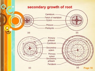 Free Powerpoint Templates
Page 16
secondary growth of root
 