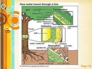 Free Powerpoint Templates
Page 175
 