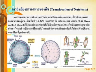 Free Powerpoint Templates
Page 177
การลาเลียงสารอาหารของพืช (Translocation of Nutrients)
จากการทดลองพบว่าบริเวณรอยควั่นตอนบนโป่ งออก เนื่องจากอาหารที่ลาเลียงลงมาจาก
ยอดมาสะสมอยู่มาก ต่อมาในปี พ.ศ. 2471 (ค.ศ.1928) ทีจี เมสัน และ อีเจ มาสเคล (T. G. Mason
and E. J. Maskell) ได้สังเกตว่า การควั่นกิ่งไม่ได้มีผลต่อการคายน้าของพืชเนื่องจากน้าถูกลาเลียง
ผ่านทางไซเลมซึ่งอยู่ถัดจากเปลือกลงไป ในขณะที่น้าตาลนั้นมีการลาเลียงในโฟลเอมซึ่งอยู่ในส่วน
ของเปลือกที่ถูกตัดออกไป
 