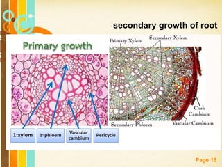 Free Powerpoint Templates
Page 18
secondary growth of root
 