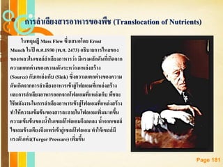 Free Powerpoint Templates
Page 181
การลาเลียงสารอาหารของพืช (Translocation of Nutrients)
ในทฤษฎี Mass Flow ซึ่งเสนอโดย Ernst
Munch ในปี ค.ศ.1930 (พ.ศ. 2473) อธิบายการไหลของ
ของเหลวในเซลล์ลาเลียงอาหารว่า มีแรงผลักดันที่เกิดจาก
ความแตกต่างของความดันระหว่างแหล่งสร้าง
(Source) กับแหล่งเก็บ (Sink) ซึ่งความแตกต่างของความ
ดันเกิดจากการลาเลียงอาหารเข้าสู่โฟลเอมที่แหล่งสร้าง
และการลาเลียงอาหารออกจากโฟลเอมที่แหล่งเก็บ พืชจะ
ใช้พลังงานในการลาเลียงอาหารเข้าสู่โฟลเอมที่แหล่งสร้าง
ทาให้ความเข้มข้นของสารละลายในโฟลเอมเพิ่มมากขึ้น
ความเข้มข้นของน้าในเซลล์โฟลเอมจึงลดลง น้าจากเซลล์
ไซเลมข้างเคียงจึงแพร่เข้าสู่เซลล์โฟลเอม ทาให้เซลล์มี
แรงดันเต่ง(Turgor Pressure) เพิ่มขึ้น
 