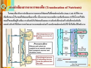 Free Powerpoint Templates
Page 183
การลาเลียงสารอาหารของพืช (Translocation of Nutrients)
ในขณะเดียวกันการลาเลียงอาหารออกจากโฟลเอมไปที่เซลล์แหล่งเก็บ (Sink Cell) ทาให้ความ
เข้มข้นของน้าในเซลล์โฟลเอมเพิ่มมากขึ้น เนื่องจากสารละลายมีความเข้มข้นลดลง ทาให้น้าแพร่ไปยัง
เซลล์ไซเลมที่อยู่ข้างเคียง แรงดันเต่งในโฟลเอมจึงลดลง แรงดันเต่งที่แหล่งสร้างกับที่แหล่งเก็บจึง
แตกต่างกันทาให้เกิดการแพร่ของสารจากเซลล์แหล่งสร้างมายังเซลล์แหล่งเก็บได้ ซึ่งไม่ต้องใช้พลังงาน
 