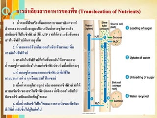 Free Powerpoint Templates
Page 184
การลาเลียงสารอาหารของพืช (Translocation of Nutrients)
1. น้าตาลที่พืชสร้างขึ้นจากกระบวนการสังเคราะห์
ด้วยแสง ส่วนหนึ่งจะถูกเปลี่ยนเป็นน้าตาลซูโครสแล้ว
ลาเลียงเข้าไปในซีฟทิวบ์ (ใช้ ATP ) ทาให้ความเข้มข้นของ
สารในซีฟทิวบ์ต้นทางสูงขึ้น
2. น้าจากเซลล์ข้างเคียงออสโมซิสเข้ามาและเพิ่ม
แรงดันในซีฟทิวบ์
3. แรงดันในซีฟทิวบ์ที่เพิ่มขึ้นจะดันให้สารละลาย
น้าตาลซูโครสลาเลียงไปตามท่อซีฟทิวบ์จนถึงเนื้อเยื่อต่างๆ
4. น้าตาลซูโครสจะออกจากซีฟทิวบ์เพื่อใช้ใน
กระบวนการต่าง ๆ หรือสะสมไว้ในเซลล์
5. เมื่อน้าตาลซูโครสถูกลาเลียงออกจากซีฟทิวบ์ ทาให้
ความเข้มข้นของสารในซีฟทิวบ์ลดลง น้าจึงออสโมซิสไป
ยังเซลล์ข้างเคียงกลับเข้าสู่ไซเลม
6. เมื่อน้ากลับเข้าไปในไซเลม การคายน้าของพืชก็จะ
ดึงให้น้ากลับขึ้นไปสู่ใบต่อไป
 