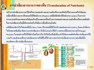 Free Powerpoint Templates
Page 185
การลาเลียงสารอาหารของพืช (Translocation of Nutrients)
• แม้ว่าการลาเลียงอาหารจะใช้กลไกความแตกต่างของความดันเป็นแรงผลักดันให้สารละลายในโฟลเอม
เคลื่อนที่เป็นระยะทางไกลแบบไม่ใช้พลังงาน (Passive) แต่พืชก็ยังต้องใช้พลังงาน (Active) ในการนา
สารละลายเข้าและออกจากโฟลเอมในปริมาณมากเพื่อสร้างความแตกต่างของความดันที่จะเป็นแรงผลักดัน
ในการลาเลียงจากใบที่เป็นแหล่งสร้างไปยังรากซึ่งเป็นแหล่งเก็บ
• แต่มีข้อสงสัยว่าในโฟลเอมที่เป็น Sieve Tube เป็นเซลล์ที่มีชีวิตบริเวณแผ่นตะแกรง (Sieve Plate) ยังมีสาย
ไซโตพลาสซึมที่จะขัดขวางการลาเลียงสารจึงไม่น่าจะผ่านได้เร็วนอกจากนี้ยังพบว่าบางครั้งTurgor
Pressure ในเซลล์รากก็ไม่ได้มีค่าน้อยไปกว่าใบจึงไม่เป็นปัจจัยที่จะทาให้เกิดแรงผลักดันที่จะลาเลียงสารได้
รวดเร็ว และยังอาจเป็นการลาเลียงจากรากไปที่ใบก็ได้ เพราะพบว่าการลาเลียงสารอาหารของพืชมีทั้ง
สองทิศทาง คือ ลาเลียงขึ้นและลง
 