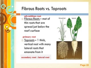 Free Powerpoint Templates
Page 22
primary root
secondary root : lateral root
adventitious root
 