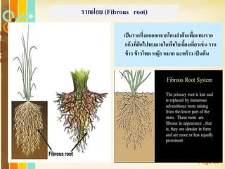 Free Powerpoint Templates
Page 25
รากฝอย (Fibrous root)
เป็นรากที่งอกออกจากโคนลาต้นเพื่อแทนราก
แก้วที่ฝ่ อไปพบมากในพืชใบเลี้ยงเดี่ยวเช่น ราก
ข้าว ข้าวโพด หญ้า หมาก มะพร้าว เป็นต้น
 