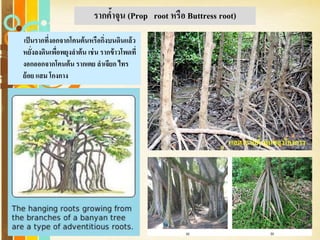 Free Powerpoint Templates
Page 27
รากค้าจุน (Prop root หรือ Buttress root)
เป็นรากที่งอกจากโคนต้นหรือกิ่งบนดินแล้ว
หยั่งลงดินเพื่อพยุงลาต้น เช่น รากข้าวโพดที่
งอกออกจากโคนต้น รากเตย ลาเจียก ไทร
ย้อย แสม โกงกาง
แสดงรากค้าจุนของโกงกาง
 