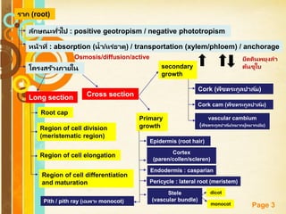 Free Powerpoint Templates
Page 3
ราก (root)
ลักษณะทั่วไป : positive geotropism / negative phototropism
หน้าที่ : absorption (น้า/แร่ธาตุ) / transportation (xylem/phloem) / anchorage
โครงสร้างภายใน
Long section
Root cap
Region of cell division
(meristematic region)
Region of cell elongation
Region of cell differentiation
and maturation
Cross section
Primary
growth
secondary
growth
Cork (พืชตระกูลปาล์ม)
Epidermis (root hair)
Cortex
(paren/collen/scleren)
Stele
(vascular bundle)
dicot
monocot
Endodermis : casparian
Pericycle : lateral root (meristem)
Pith / pith ray (เฉพาะ monocot)
Cork cam (พืชตระกูลปาล์ม)
vascular cambium
(พืชตระกูลปาล์ม/หมากผู้หมากเมีย)
Osmosis/diffusion/active ยึดดินพยุงลา
ต้นชูใบ
 