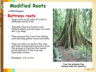 Free Powerpoint Templates
Page 30
รากปีกหรือพูพอน
 