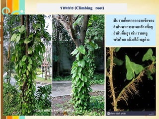 Free Powerpoint Templates
Page 31
รากเกาะ (Climbing root)
เป็นรากที่แตกออกจากข้อของ
ลาต้นมาเกาะตามหลัก เพื่อชู
ลาต้นขึ้นสูง เช่น รากพลู
พริกไทย กล้วยไม้ พลูด่าง
แสดงรากเกาะของต้นพลูด่าง
 