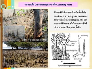 Free Powerpoint Templates
Page 33
รากหายใจ (Pneumatophore หรือ Aerating root)
เป็นรากที่ยื่นขึ้นมาจากดินหรือน้าเพื่อรับ
ออกซิเจน เช่น รากลาพู แสม โกงกาง และ
รากส่วนที่อยู่ในนวมคล้ายฟองน้าของผัก
กระเฉดก็เป็นรากหายใจโดยนวมจะเป็นที่
เก็บอากาศและเป็นทุ่นลอยน้าด้วย
แสดงรากหายใจของต้นลาพู
 