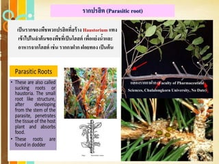 Free Powerpoint Templates
Page 35
รากปรสิต (Parasitic root)
เป็นรากของพืชพวกปรสิตที่สร้าง Haustorium แทง
เข้าไปในลาต้นของพืชที่เป็นโฮสต์ เพื่อแย่งน้าและ
อาหารจากโฮสต์ เช่น รากกาฝาก ฝอยทอง เป็นต้น
แสดงรากกาฝาก (Faculty of Pharmaceutical
Sciences, Chulalongkorn University,No Date)
 