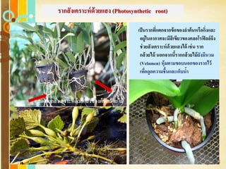 Free Powerpoint Templates
Page 38
รากสังเคราะห์ด้วยแสง (Photosynthetic root)
เป็นรากที่แตกจากข้อของลาต้นหรือกิ่งและ
อยู่ในอากาศจะมีสีเขียวของคลอโรฟิลล์จึง
ช่วยสังเคราะห์ด้วยแสงได้ เช่น ราก
กล้วยไม้ นอกจากนี้รากกล้วยไม้ยังมีนวม
(Velamen) หุ้มตามขอบนอกของรากไว้
เพื่อดูดความชื้นและเก็บน้า
แสดงรากสังเคราะห์ด้วยแสงของต้นกล้วยไม้
 