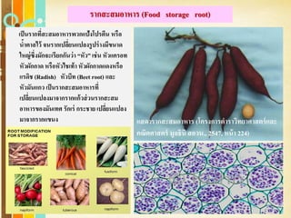 Free Powerpoint Templates
Page 41
รากสะสมอาหาร (Food storage root)
เป็นรากที่สะสมอาหารพวกแป้งโปรตีน หรือ
น้าตาลไว้ จนรากเปลี่ยนแปลงรูปร่างมีขนาด
ใหญ่ซึ่งมักจะเรียกกันว่า “หัว” เช่น หัวแครอท
หัวผักกาด หรือหัวไชเท้า หัวผักกาดแดงหรือ
แรดิช (Radish) หัวบีท (Beet root) และ
หัวมันแกว เป็นรากสะสมอาหารที่
เปลี่ยนแปลงมาจากรากแก้วส่วนรากสะสม
อาหารของมันเทศ รักเร่ กระชาย เปลี่ยนแปลง
มาจากรากแขนง แสดงรากสะสมอาหาร (โครงการตาราวิทยาศาสตร์และ
คณิตศาสตร์ มูลธินิ สอวน., 2547, หน้า 224)
 