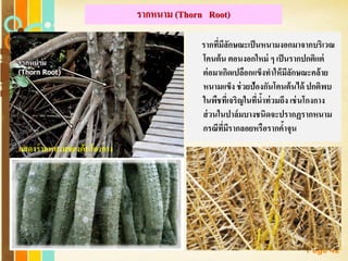 Free Powerpoint Templates
Page 42
รากหนาม (Thorn Root)
รากที่มีลักษณะเป็นหนามงอกมาจากบริเวณ
โคนต้น ตอนงอกใหม่ ๆ เป็นรากปกติแต่
ต่อมาเกิดเปลือกแข็งทาให้มีลักษณะคล้าย
หนามแข็ง ช่วยป้องกันโคนต้นได้ ปกติพบ
ในพืชที่เจริญในที่น้าท่วมถึง เช่นโกงกาง
ส่วนในปาล์มบางชนิดจะปรากฏรากหนาม
กรณีที่มีรากลอยหรือรากค้าจุน
แสดงรากหนามของต้นโกงกาง
 