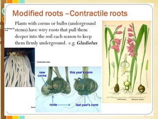 Free Powerpoint Templates
Page 43
 