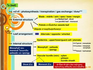 Free Powerpoint Templates
Page 44
ใบ (leaf)
หน้าที่ : photosynthesis / transpiration / gas exchange / พิเศษ***
External structure
Blade : midrib / vein / apex / base / margin
Petiole อาจไม่มีเรียก sessile leaf
Stipule อาจอยู่เป็ นคู่หรือลดรูป
Netted leaf : dicot
parallel leaf : monocot
Leaf arrangement Alternate / opposite / whorled
Internal structure
Epidermis : upper/lower/guard cell / stomata
Typical : mesophyte
sunken : halophyte
xerophyte
Raised : hydrophyte
Mesophyll : palisade
: spongy
Vascular bundle (vein) : xylem
: phloem
: bundle sheath
Mesophyll ของ
monocot ไม่แยกเป็ น
palisade และ spongy
Dicot (C3) Monocot (C4) ข้าวโพด ข้าวฟ่ าง อ้อย หญ้าแพรก
หญ้าแห้วหมู ผักโขมจีน และบานไม่รู ้โรย
 