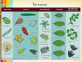 Free Powerpoint Templates
Page 45
ใบ ( Leaves)
 