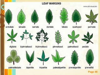 Free Powerpoint Templates
Page 46
 