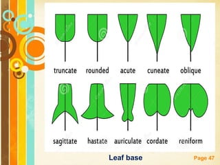 Free Powerpoint Templates
Page 47Leaf base
 