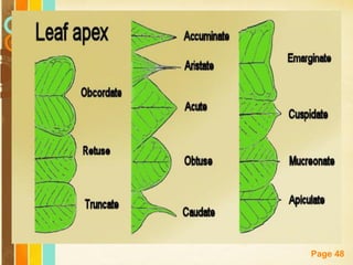 Free Powerpoint Templates
Page 48
 