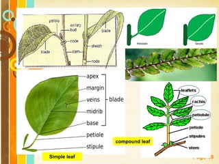 Free Powerpoint Templates
Page 49Simple leaf
compound leaf
 