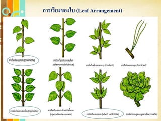 Free Powerpoint Templates
Page 50
การเรียงของใบ (Leaf Arrangement)
 