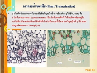 Free Powerpoint Templates
Page 54
• ปากใบพืชจาแนกตามชนิดของพืชที่เจริญอยู่ในสิ่งแวดล้อมต่าง ๆ ได้เป็น 3 แบบ คือ
1.ปากใบแบบธรรมดา (typical stomata) เป็นปากใบของพืชทั่วไปโดยมีเซลล์คุมอยู่ใน
ระดับเดียวกับเซลล์เอพิเดอร์มิสพืชที่ปากใบเป็นแบบนี้เป็นพวกเจริญอยู่ในที่ ๆ มีน้าอุดม
สมบูรณ์พอสมควร (mesophyte)
การคายน้าของพืช (Plant Transpiration)
 