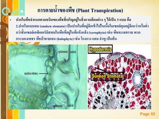 Free Powerpoint Templates
Page 55
• ปากใบพืชจาแนกตามชนิดของพืชที่เจริญอยู่ในสิ่งแวดล้อมต่าง ๆ ได้เป็น 3 แบบ คือ
2.ปากใบแบบจม (sunken stomata) เป็นปากใบที่อยู่ลึกเข้าไปในเนื้อใบเซลล์คุมอยู่ลึกกว่าหรือต่า
กว่าชั้นเซลล์เอพิเดอร์มิสพบในพืชที่อยู่ในที่แห้งแล้ง (xerophyte) เช่น พืชทะเลทราย พวก
กระบองเพชร พืชป่ าชายเลน (halophyte) เช่น โกงกาง แสม ลาพู เป็นต้น
การคายน้าของพืช (Plant Transpiration)
 