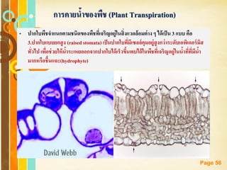 Free Powerpoint Templates
Page 56
• ปากใบพืชจาแนกตามชนิดของพืชที่เจริญอยู่ในสิ่งแวดล้อมต่าง ๆ ได้เป็น 3 แบบ คือ
3.ปากใบแบบยกสูง (raised stomata) เป็นปากใบที่มีเซลล์คุมอยู่สูงกว่าระดับเอพิเดอร์มิส
ทั่วไป เพื่อช่วยให้น้าระเหยออกจากปากใบได้เร็วขึ้นพบได้ในพืชที่เจริญอยู่ในน้าที่ที่มีน้า
มากหรือชื้นแฉะ(hydrophyte)
การคายน้าของพืช (Plant Transpiration)
 