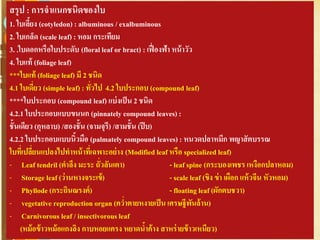 Free Powerpoint Templates
Page 57
สรุป : การจาแนกชนิดของใบ
1. ใบเลี้ยง (cotyledon) : albuminous / exalbuminous
2. ใบเกล็ด (scale leaf) : หอม กระเทียม
3. .ใบดอกหรือใบประดับ (floral leaf or bract) : เฟื่องฟ้า หน้าวัว
4. ใบแท้ (foliage leaf)
***ใบแท้ (foliage leaf) มี 2 ชนิด
4.1 ใบเดี่ยว (simple leaf) : ทั่วไป 4.2 ใบประกอบ (compound leaf)
****ใบประกอบ (compound leaf) แบ่งเป็น 2 ชนิด
4.2.1 ใบประกอบแบบขนนก (pinnately compound leaves):
ชั้นเดียว (กุหลาบ) /สองชั้น (จามจุรี) /สามชั้น (ปีบ)
4.2.2 ใบประกอบแบบนิ้วมือ (palmately compound leaves) : หนวดปลาหมึก พญาสัตบรรณ
ใบที่เปลี่ยนแปลงไปทาหน้าที่เฉพาะอย่าง (Modified leaf หรือ specialized leaf)
- Leaf tendril (ตาลึง มะระ ถั่วลันเตา) - leaf spine (กระบองเพชร เหงือกปลาหอม)
- Storage leaf (ว่านหางจระเข้) - scale leaf (ขิง ข่า เผือก แห้วจีน หัวหอม)
- Phyllode (กระถินณรงค์) - floating leaf (ผักตบชวา)
- vegetative reproduction organ (คว่าตายหงายเป็น เศรษฐีพันล้าน)
- Carnivorous leaf / insectivorous leaf
(หม้อข้าวหม้อแกงลิง กาบหอยแครง หยาดน้าค้าง สาหร่ายข้าวเหนียว)
 