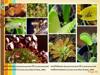 Free Powerpoint Templates
Page 59
แสดงใบจับแมลง (Insectivorous leaf หรือ Carnivorous leaf)
ของต้นหยาดน้าค้าง(Carnivorous Plant Website, 2006)
แสดงใบจับแมลง (Insectivorous leaf หรือ Carnivorous leaf)
ของต้นกาบหอยแครง (Carnivorous Plant Website, 2006)
 