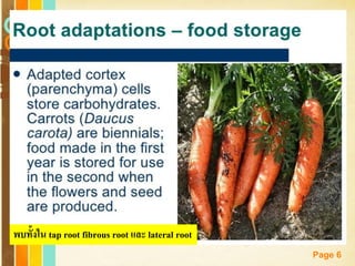 Free Powerpoint Templates
Page 6
พบทั้งใน tap root fibrous root และ lateral root
 