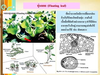 Free Powerpoint Templates
Page 62
ทุ่นลอย (Floating leaf)
พืชน้าบางชนิดมีการเปลี่ยนแปลง
ก้านใบให้พองโตคล้ายทุ่น ภายในมี
เนื้อเยื่อที่จัดตัวอย่างหลวม ๆ ทาให้มีช่อง
อากาศกว้างใหญ่ สามารถพยุงลาต้นให้
ลอยน้ามาได้ เช่น ผักตบชวา
แสดงทุนลอย (Floating leaf) ของผักตบชวา
 