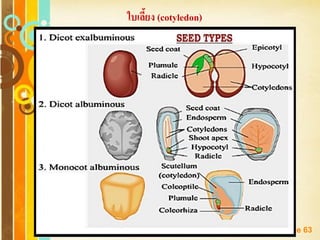 Free Powerpoint Templates
Page 63
ใบเลี้ยง (cotyledon)
 
